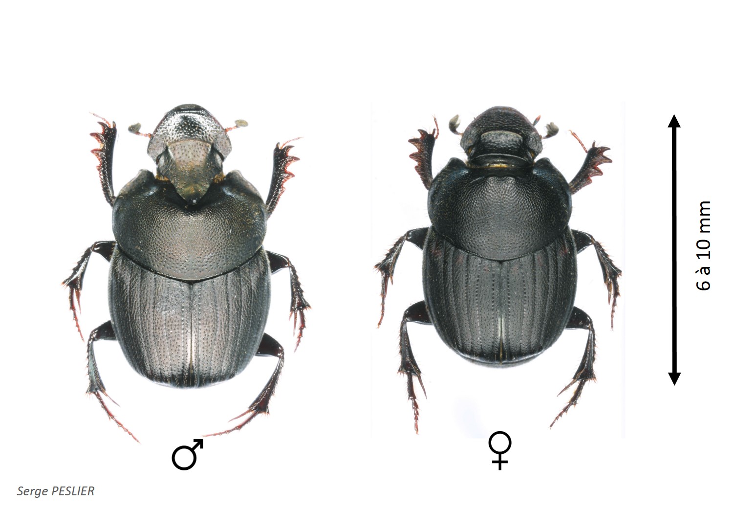 Onthophagus verticicornis.jpg